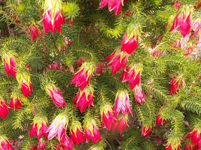 Darwinia oxylepis