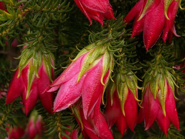 Darwinia oxylepis : fleurs