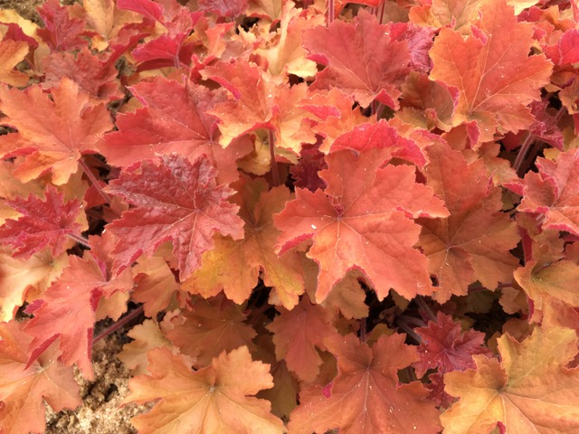 Heuchera x villosa 'Caramel'