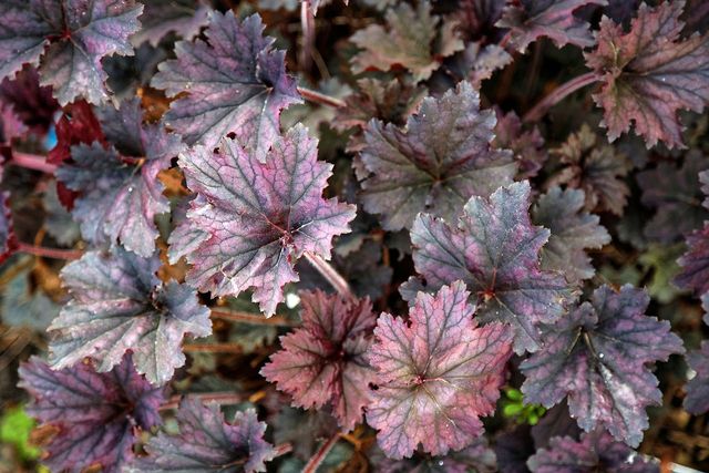 Heuchera 'Frosted Violet Dream'