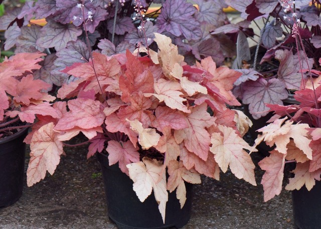 Heuchera 'Sweet Tea'