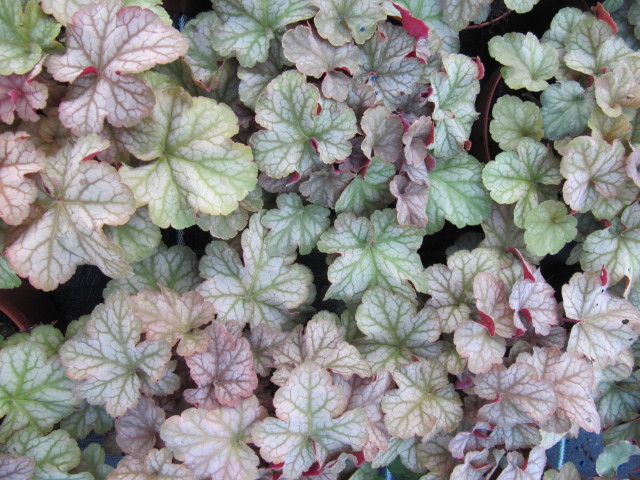 Heuchera 'Pinot Gris'