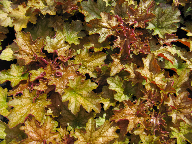 Heuchera 'Amber Waves'