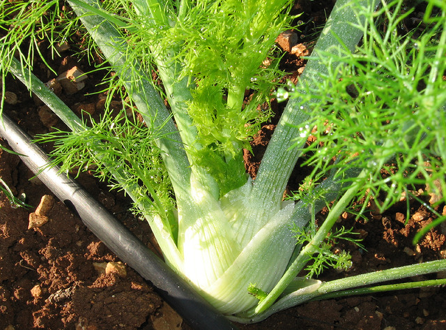 Fenouil : culture, récolte, dégustation - Fiches pratiques du jardin