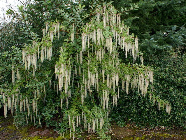Garrya elliptica