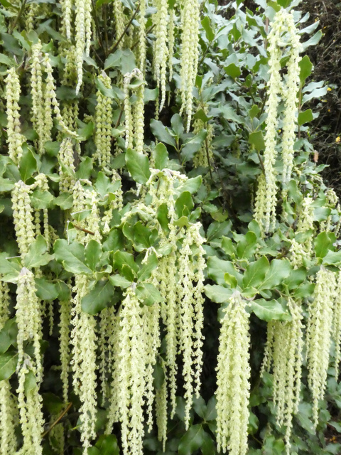Garrya elliptica : floraison