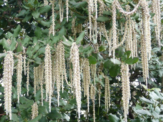Chatons de Garrya elliptica