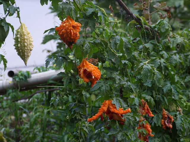 Momordica charantia : fruits mûrs