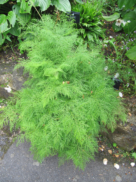 Onychium contiguum
