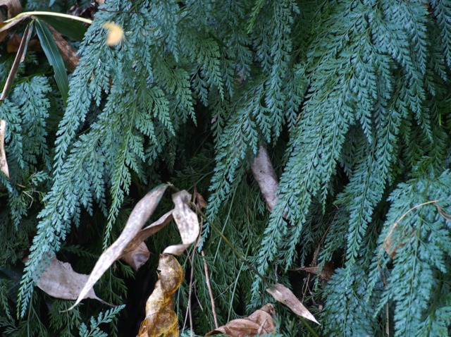 Onychium japonicum : feuillage