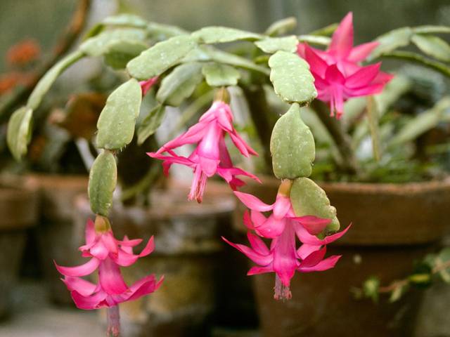 Livraison cactus d'hiver - Plante fleurie - Foliflora