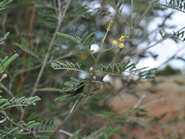 Acacia deanei