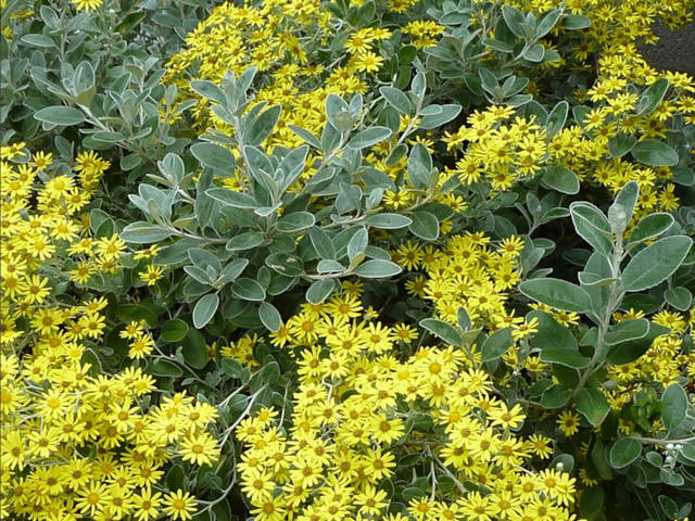Brachyglottis en fleurs