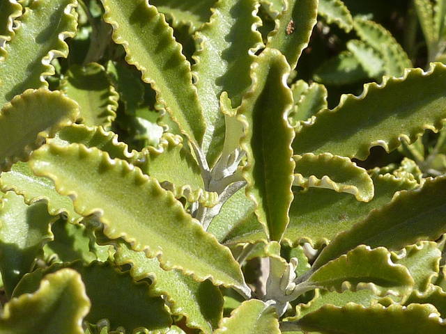 Feuilles de brachyglottis monroi