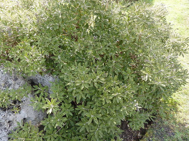 Brachyglottis monroi : arbuste