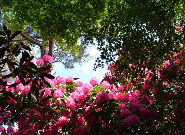 Jardin du Vasterival