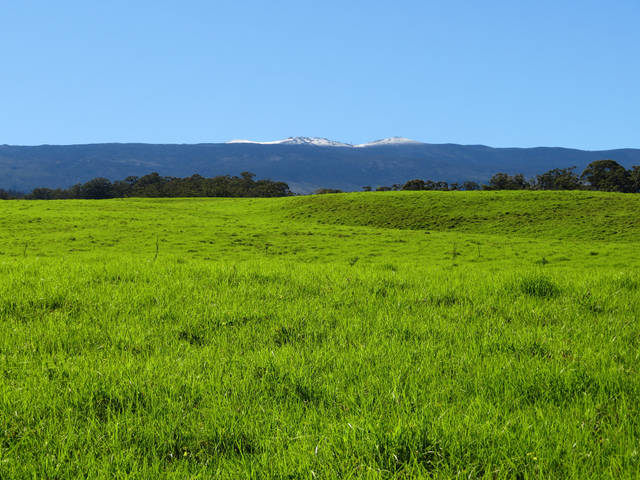 Kikuyu (Pennisetum clandestinum)