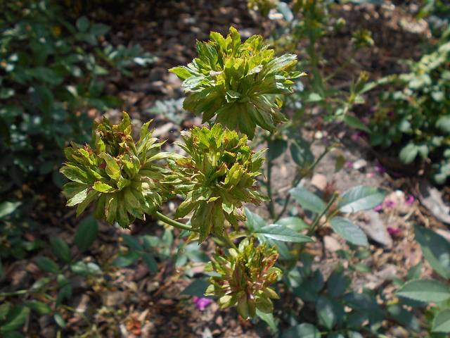 Rosa chinensis viridiflora, rose verte