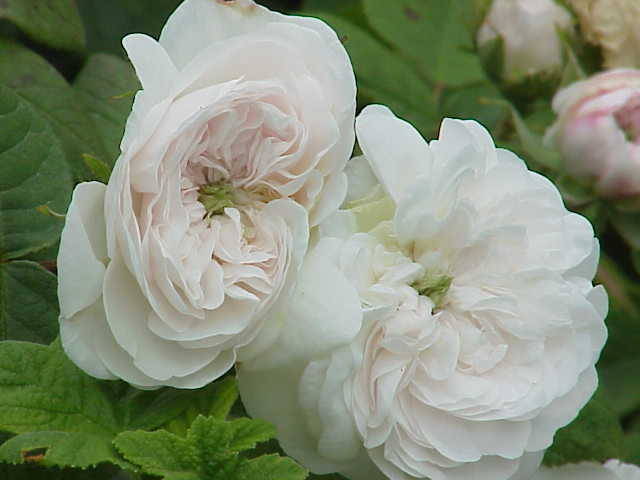 Rosa damascena 'Mme Hardy'