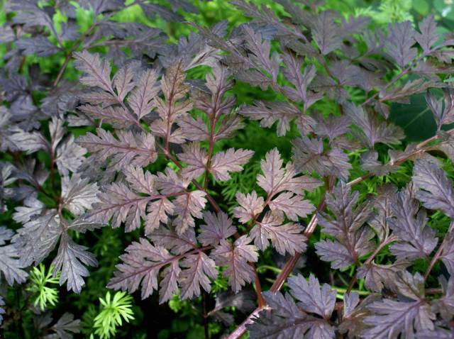 Anthriscus sylvestris 'Ravenswing' : feuillage