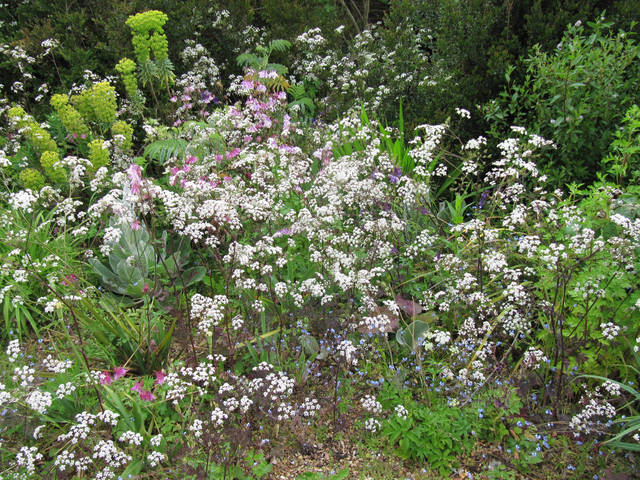Anthriscus sylvestris 'Ravenswing' dans un massif