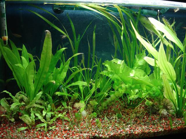 La bonne fertilisation des plantes dans l'aquarium