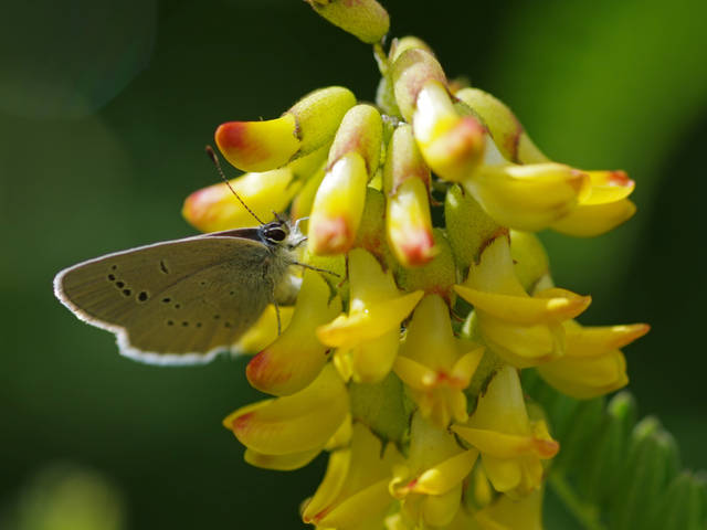 Astragalus penduliflorus syn. membranaceus