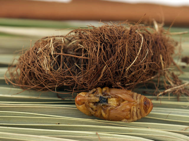Rhynchophorus ferrugineus, charançon rouge du palmier