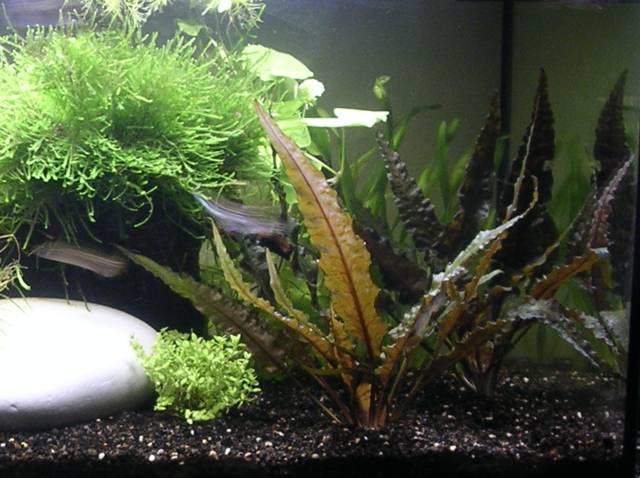 Plantes aquatiques vivantes pour aquarium, plantes d'eau douce Anubias  barteri