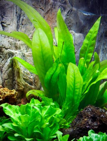 Plantes d'aquarium faciles pour débutants