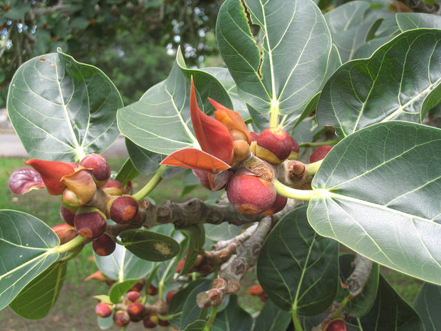 Ficus benghalensis - fruits et jeunes feuilles