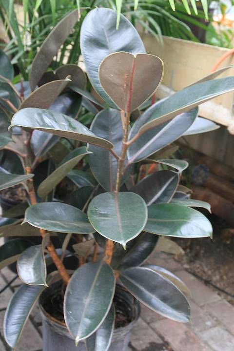 Ficus elastica, caoutchouc