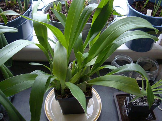 Oncidium Sharry Baby hors période de floraison
