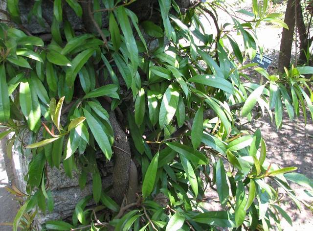 Pileostegia viburnoides 