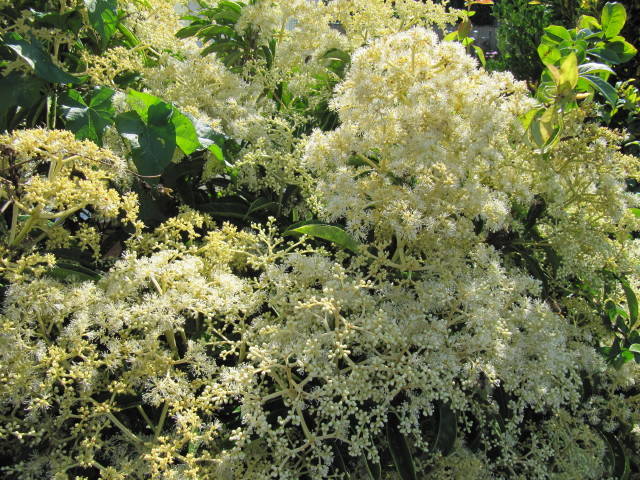 Pileostegia viburnoides