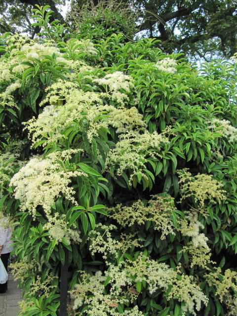 Pileostegia viburnoides