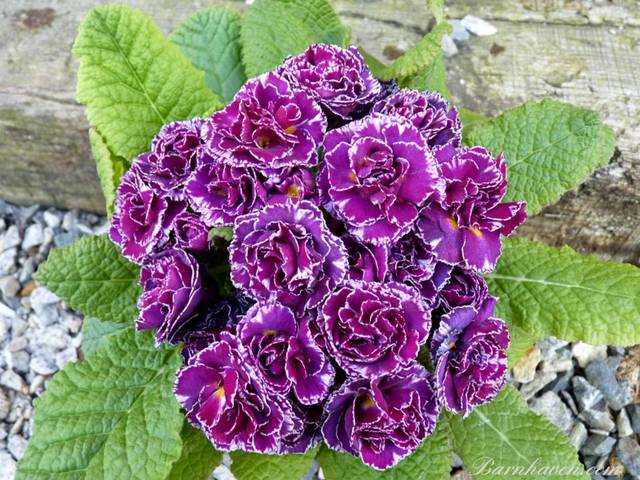 Primevère ‘Tregor Truffle’