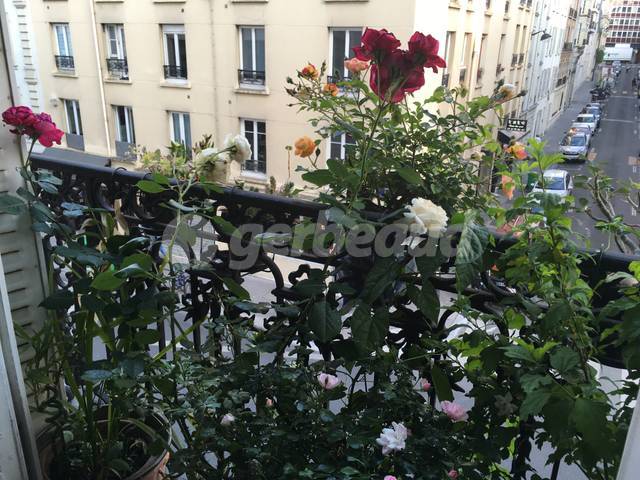 Rosiers cultivés en pot