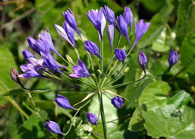 Triteleia laxa : inflorescence