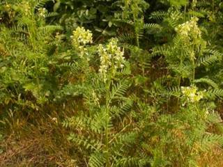 Astragalus membranaceus