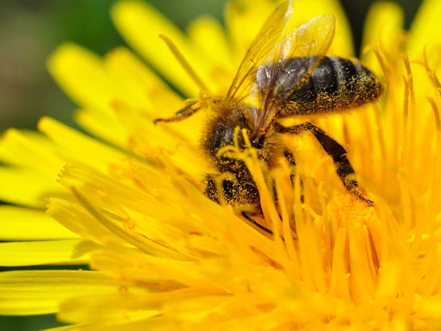 Qui transporte le pollen dans la nature ?