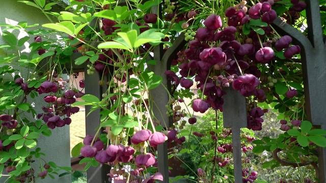 Akebia quinata sur une rambarde