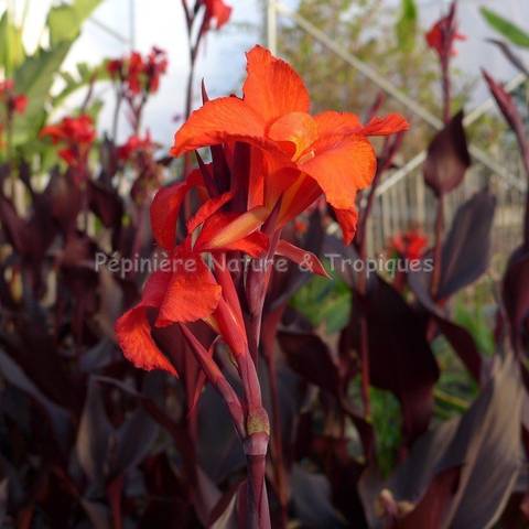 Canna x 'Australia'