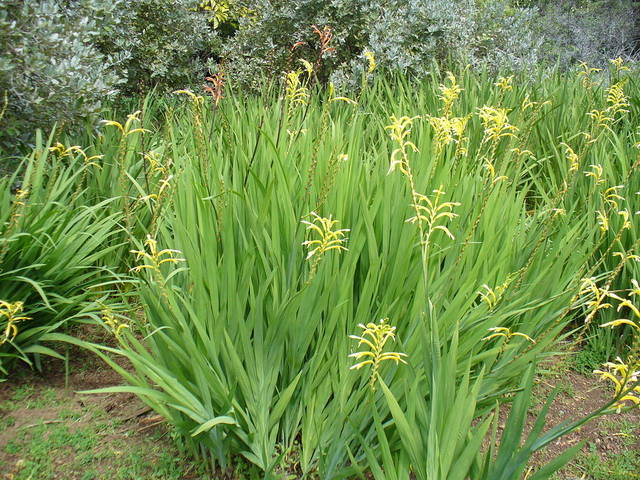 Chasmanthe floribundi duckittii