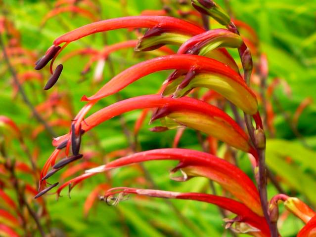 Chasmanthe floribunda - inflorescence