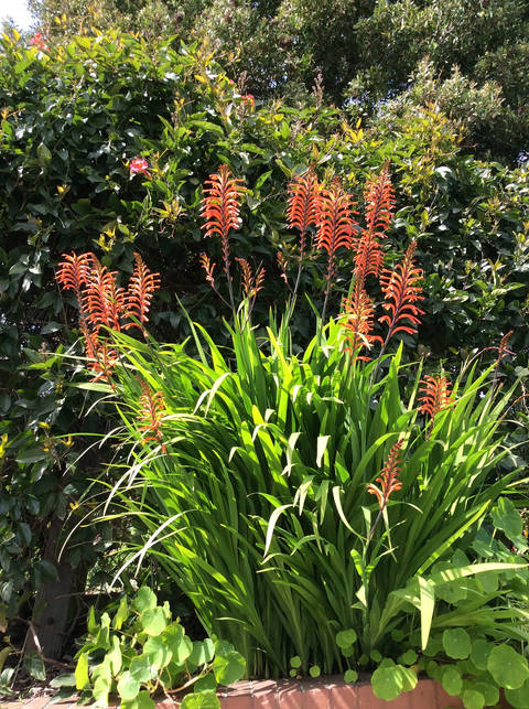 Chasmanthe floribunda