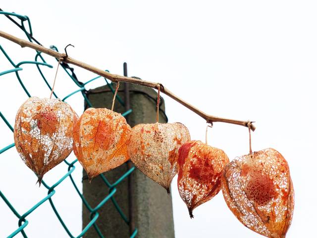 Physalis à maturité (lampions !)