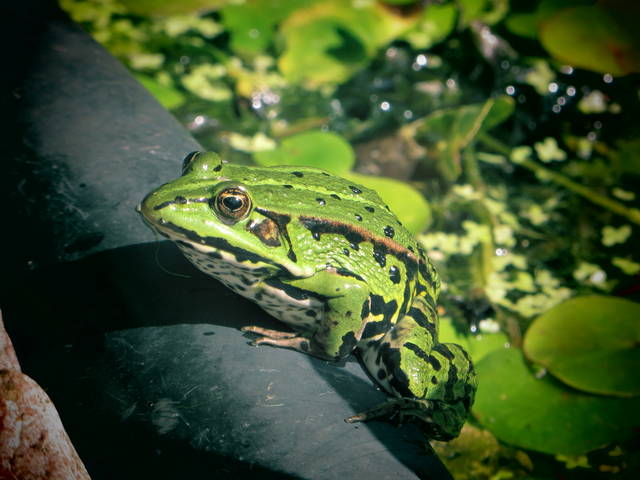 Grenouille verte
