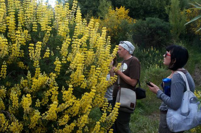 Lupinus arboreus