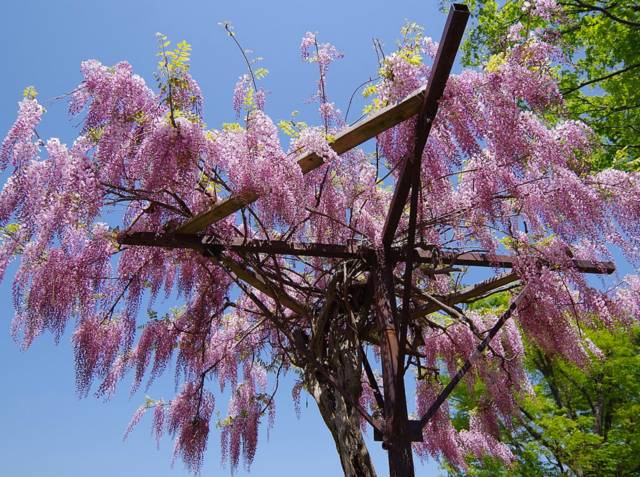 Millettia japonica, glycine d'été